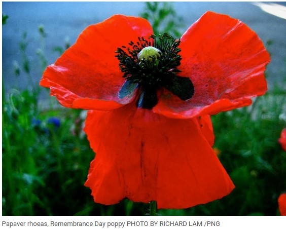 poppy